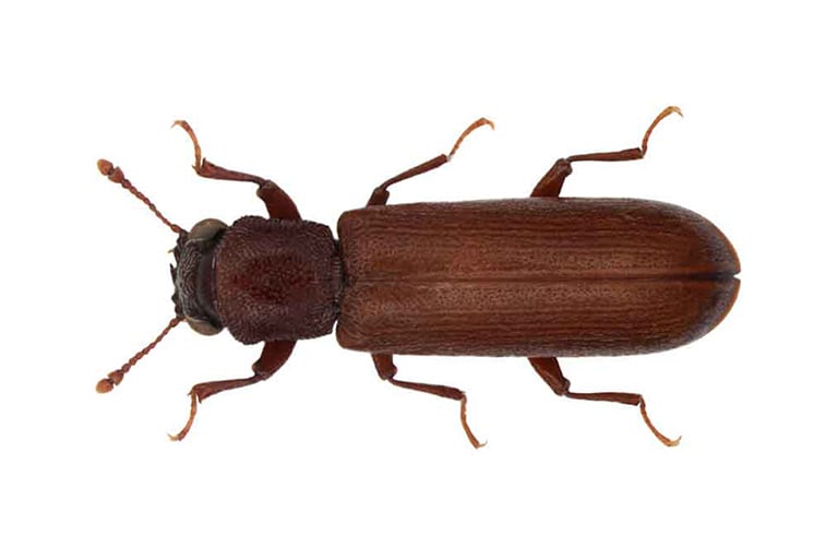 Tratamiento contra carcoma en Mallorca | Tratamiento termitas Mallorca Tratamiento contra carcoma en Mallorca | Tratamiento carcoma Mallorca