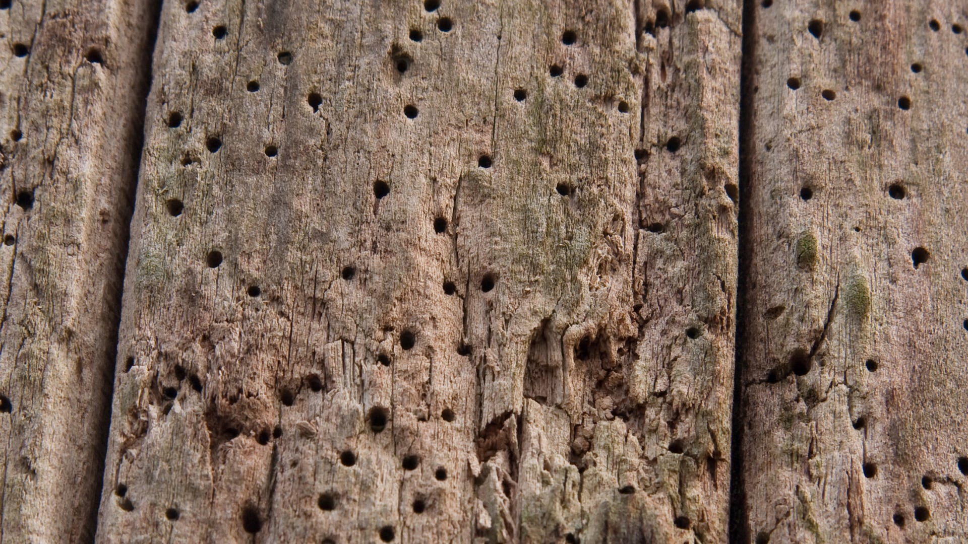 Tratamiento contra carcoma en Mallorca | Tratamiento termitas Mallorca Tratamiento contra carcoma en Mallorca | Tratamiento carcoma Mallorca