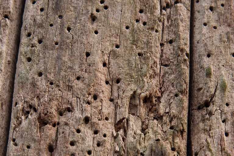 Tratamiento de xilófagos en Mallorca | Tratamiento carcoma Mallorca