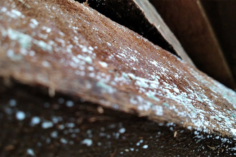 Tratamiento de xilófagos en Mallorca | Tratamiento carcoma Mallorca