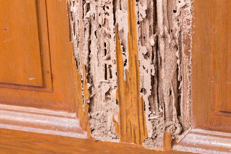Tratamiento de xilófagos en Mallorca | Tratamiento carcoma Mallorca