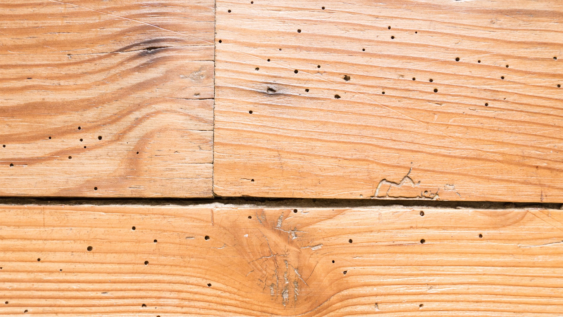 Tratamiento de xilófagos en Mallorca | Tratamiento carcoma Mallorca